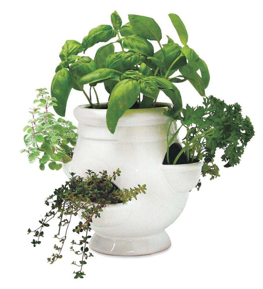 Herb Garden in Ceramic Pot