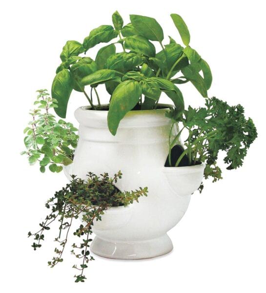 Herb Garden in Ceramic Pot