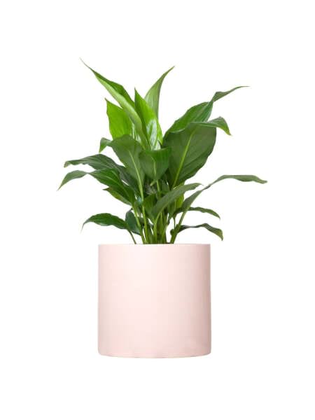 Peace Lily in Ceramic Pot