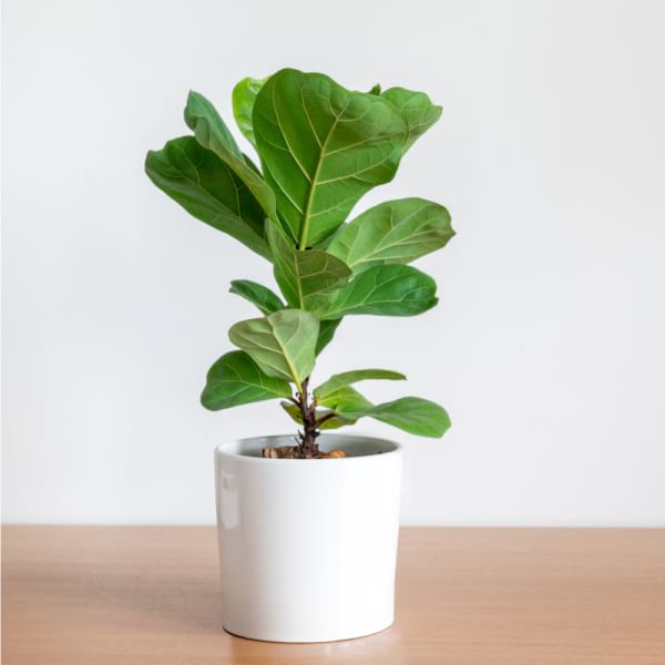 Fiddle Leaf Plant in Ceramic Pot